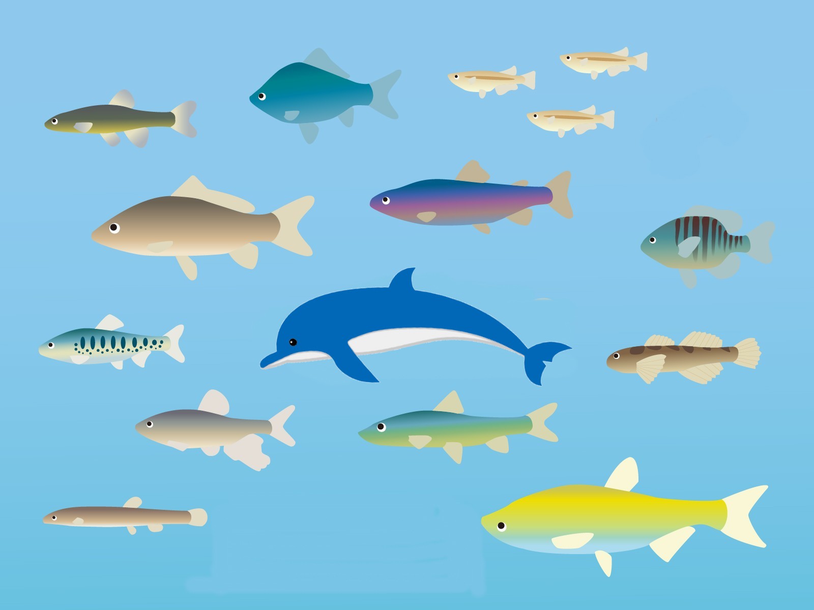 ドルたんと魚たち